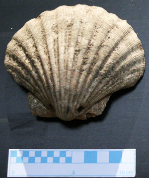 The shell of pectens type from a medieval burial, reference to the pilgrimage to Santiago de Compostela.