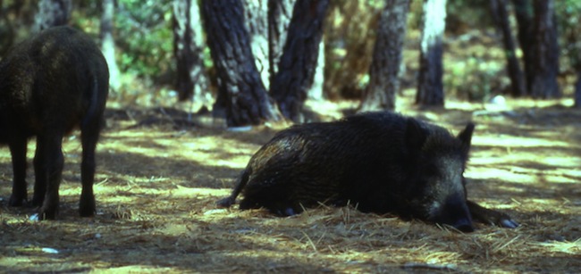 Specimens of wild boar in Maremma Regional Park (photo by G. Priore)