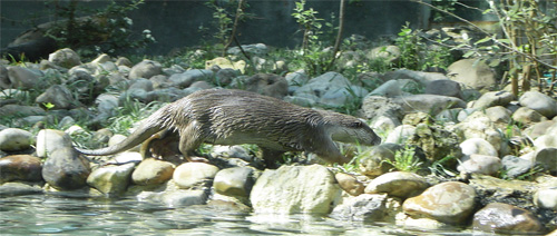 The otter in Agri Valley (photo by Annunziata Gargaro)