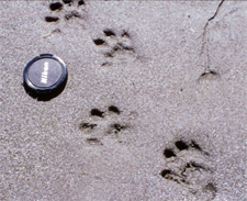 Otter footprints